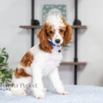 Eddie | Blue Merle & Tan Parti Poodle for sale