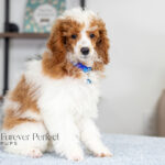 Eddie | Blue Merle & Tan Parti Poodle for sale