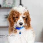 Eddie | Blue Merle & Tan Parti Poodle for sale