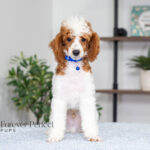 Eddie | Blue Merle & Tan Parti Poodle for sale