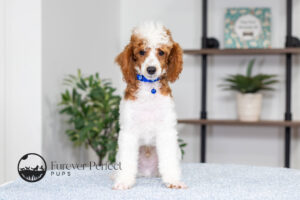 Eddie Male Poodle