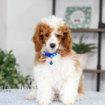 Eddie | Blue Merle & Tan Parti Poodle for sale