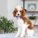 Eddie | Blue Merle & Tan Parti Poodle for sale