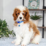 Eddie | Blue Merle & Tan Parti Poodle for sale
