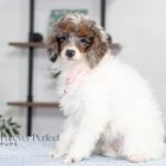 Elsa | Blue Merle & Tan Parti Poodle for sale