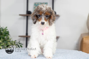 Elsa Female Poodle