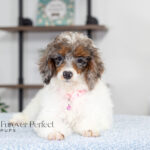 Elsa | Blue Merle & Tan Parti Poodle for sale