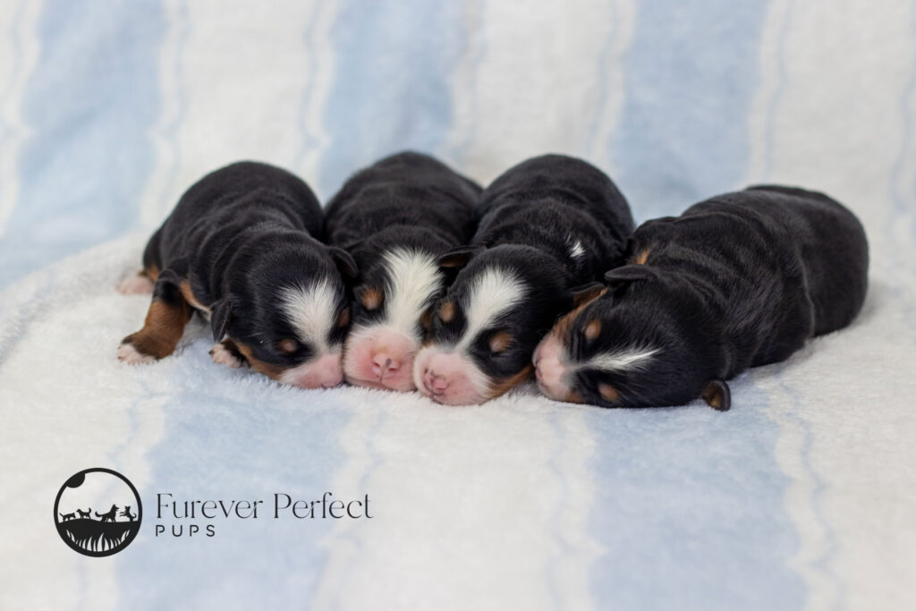 Male Puppy