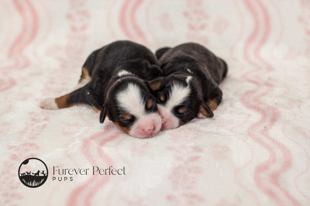 Female Puppy