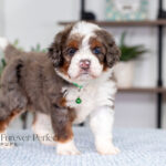 Jill | Blue Merle & Tan F1 Bernedoodle for sale