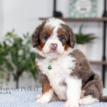 Jill | Blue Merle & Tan F1 Bernedoodle for sale