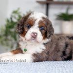 Jill | Blue Merle & Tan F1 Bernedoodle for sale