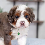 Jill | Blue Merle & Tan F1 Bernedoodle for sale