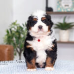 Jimmy | Tri F1 Bernedoodle for sale