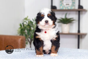 Jimmy Male Bernedoodle
