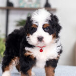 Jimmy | Tri F1 Bernedoodle for sale