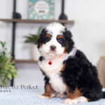 Jimmy | Tri F1 Bernedoodle for sale