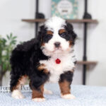Jimmy | Tri F1 Bernedoodle for sale