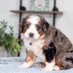 Joey | Blue Merle & Tan F1 Bernedoodle for sale
