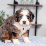 Joey | Blue Merle & Tan F1 Bernedoodle for sale
