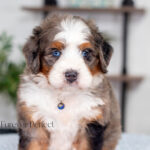 Joey | Blue Merle & Tan F1 Bernedoodle for sale