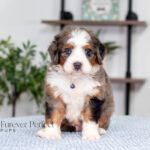 Joey | Blue Merle & Tan F1 Bernedoodle for sale
