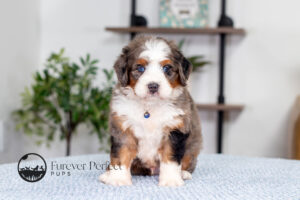 Joey Male Bernedoodle