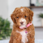 Natalie | Red Poodle for sale