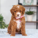 Natalie | Red Poodle for sale