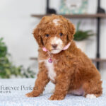 Natalie | Red Poodle for sale