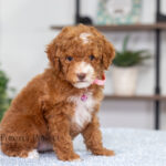 Natalie | Red Poodle for sale