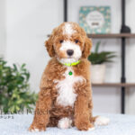 Nell | Red Poodle for sale