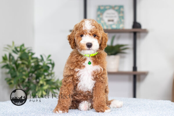 Nell is a Female Poodle at Furever Perfect Pups