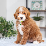 Nell | Red Poodle for sale