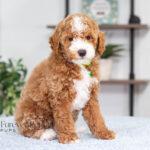 Nell | Red Poodle for sale