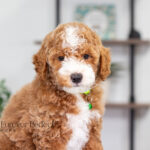 Nell | Red Poodle for sale