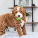 Nell | Red Poodle for sale