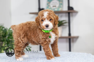 Nell photo 1