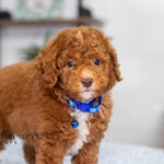Nevin | Red Poodle for sale