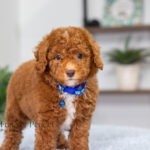 Nevin | Red Poodle for sale