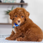 Nevin | Red Poodle for sale