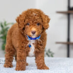 Nevin | Red Poodle for sale