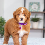 Nova | Red Poodle for sale