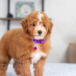 Nova | Red Poodle for sale