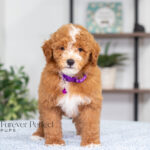 Nova | Red Poodle for sale
