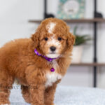 Nova | Red Poodle for sale