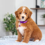 Nova | Red Poodle for sale