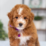 Nova | Red Poodle for sale