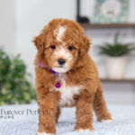 Nova | Red Poodle for sale