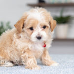 Randy | Cream Maltipoo for sale